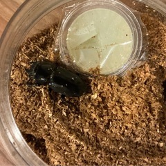 本土ヒラタクワガタ ペア の画像