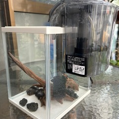 20センチ水槽の画像