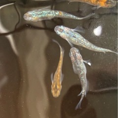 ３品種🐟高級メダカ・拡張セット・計10匹の画像