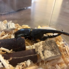 ヘラクレスオオカブトの画像