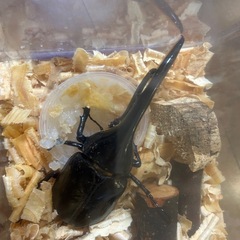 ヘラクレスオオカブトの画像