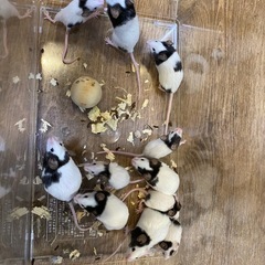 パンダマウスの里親募集（任意で餌や用品のご支援歓迎）