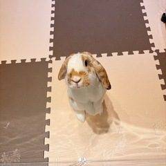 【うさぎ】ロップイヤー　メス