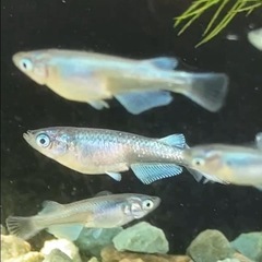 幹之シャイナー メダカ7匹+α
の画像