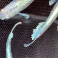 幹之シャイナー メダカ7匹+α
の画像