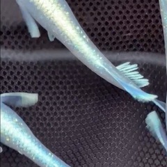 幹之シャイナー メダカ7匹+α
の画像