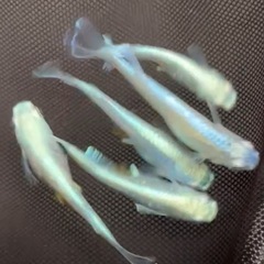 幹之シャイナー メダカ7匹+α
の画像