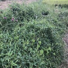 【草刈りの依頼】の画像