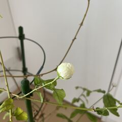 ミニバラの鉢をお譲りいたしますの画像