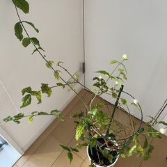 ミニバラの鉢をお譲りいたしますの画像