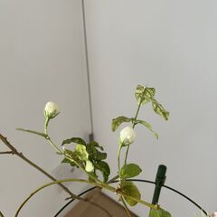 ミニバラの鉢をお譲りいたしますの画像