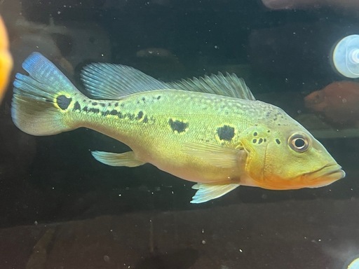 【栃木県より】引き取り限定 キクラ・フォーゴ 約20cm ブリード 個体 美発色