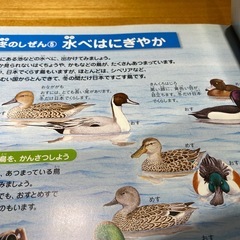 図鑑
の画像