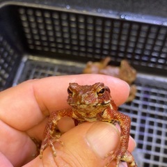 ナガレヒキガエル 3匹セット その① 
ヒキガエルの画像
