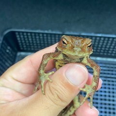 ナガレヒキガエル 3匹セット その① 
ヒキガエルの画像