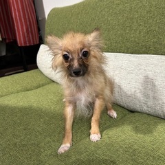 ポメラニアンとパピヨンのミックス