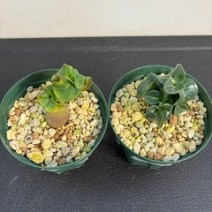 獅子葉アデニウムの画像