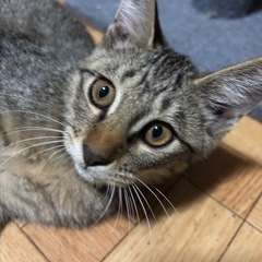 【トライアル決定】保護猫1人懐こい生後3ヶ月の男の子🐱
