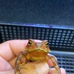 ナガレヒキガエル 3匹セット その② ヒキガエル
の画像
