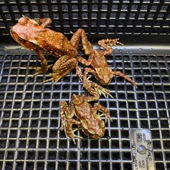 ナガレヒキガエル 3匹セット その② ヒキガエル
の画像