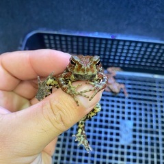 ナガレヒキガエル 3匹セット その② ヒキガエル
の画像