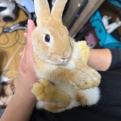 緊急です！子うさぎ 里親募集中