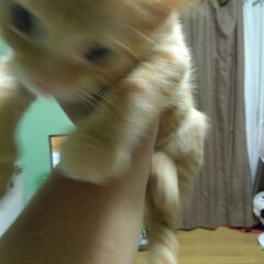 子猫