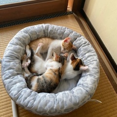 ミケの子猫メス2匹。茶しろ猫は家族が決まりました。