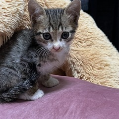 💕かわいい子猫ちゃん２ヶ月💕♂里親募集