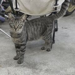 近所に住み着いている野良猫の里親募集　メス生後4ヶ月2匹　…