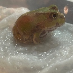 チャコガエル　2025CBの画像
