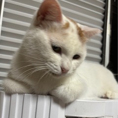 🌸🐈白三毛猫🐈🌸
