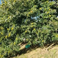 栗　茨城県産の画像