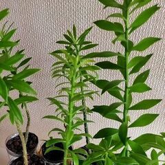 ◆キリンウチワ 団扇サボテン 多肉植物 カット苗 10～15cm 10本の画像