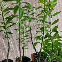 ◆キリンウチワ 団扇サボテン 多肉植物 カット苗 10～15cm 10本の画像