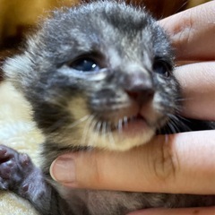 9/3産まれ🐈‍⬛ 里親さん見つかりました🐾
