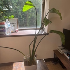 植物の画像