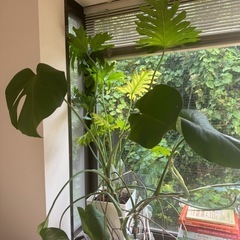 植物の画像