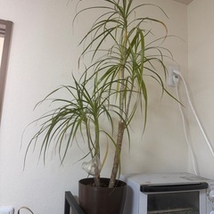 植物の画像