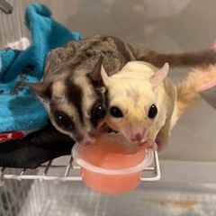 フクロモモンガ2匹