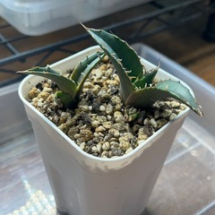 アガベ　白鯨　子株2個の画像