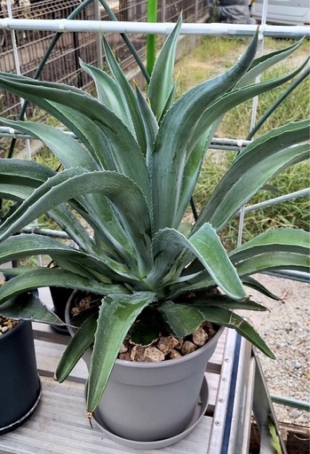 アガベ・ベネズエラ　観葉植物　ガーデニング　園芸　多肉植物