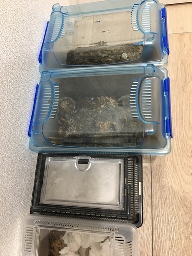 クワガタセット　ケース付き