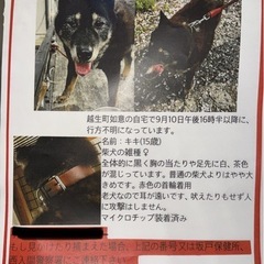 埼玉迷い犬