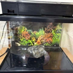45センチ水槽【一式】の画像