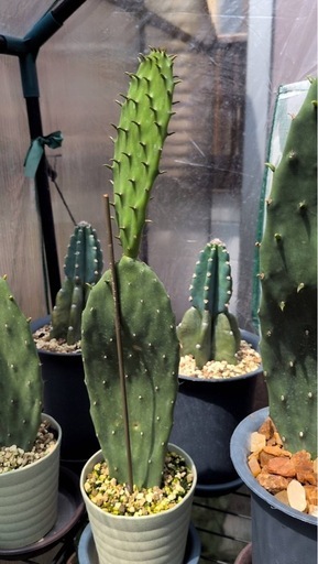 ウチワサボテン 大丸盆 大型 多肉植物 園芸 観葉植物 ガーデニング