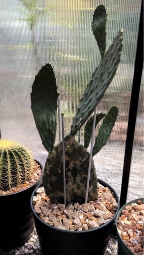 ウチワサボテン　大丸盆　大型　多肉植物　園芸　観葉植物　ガーデニング