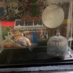 金魚‼️らんちゅう⭕️水槽セットの画像
