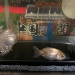 金魚‼️らんちゅう⭕️水槽セットの画像