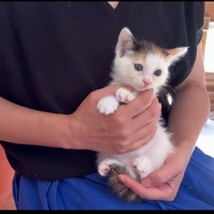 2ヶ月♡小さなミケ猫♡子猫ちゃん
